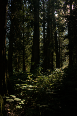 The sun through the trees